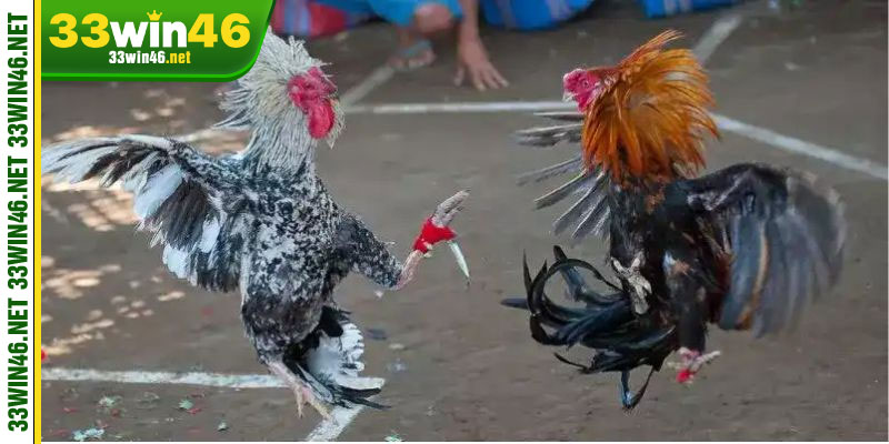 Khái quát về đá gà cựa dao 