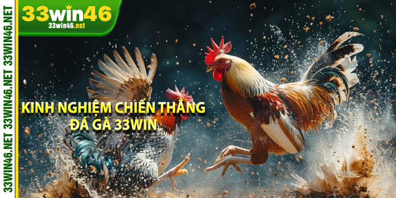 Kinh nghiệm chiến thắng đá gà 33win 
