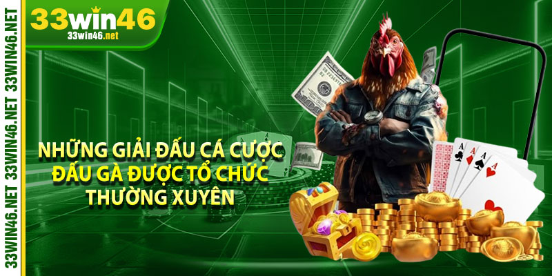 Những giải đấu cá cược đấu gà được tổ chức thường xuyên